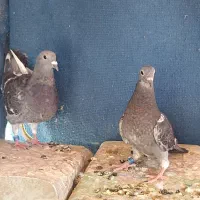 جوجه آردن