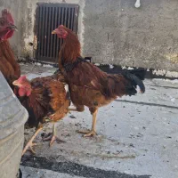 خروس و مرغ|حیوانات مزرعه|تاکستان, |دیوار