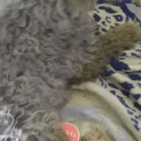 سگ پودل بازیگوش|سگ|اصفهان, شاه پسند|دیوار