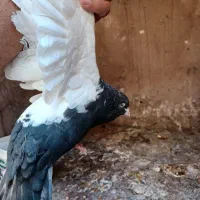 فروش دو کبوتر سینه ای وکله ای|پرنده|بم, |دیوار