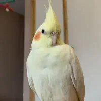 فروش عروس هلندی سخنگو