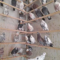 کفتر|پرنده|تهران, استاد معین|دیوار