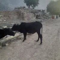 فروش گوساله نر بصورت نقدی|حیوانات مزرعه|پاتاوه, |دیوار