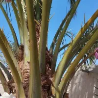 یک نخل عویدی بفروش می رسد|گل و گیاه طبیعی|شادگان, |دیوار