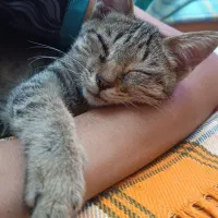 گربه واگذار ی