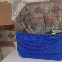 ۳عدد عروس هلندی|پرنده|سلماس, |دیوار