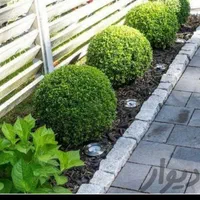 خاک باغچه|خدمات باغبانی و درختکاری|شیراز, ستارخان|دیوار