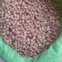 لوبیا چیتی ۳۴۰۰۰۰