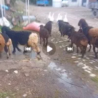 بره ترکی