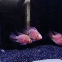 ماهی|ماهی|خمینی‌شهر, |دیوار