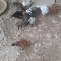 جوجه بومی