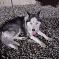 سگ هاسکی نر توله یک ساله