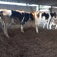 ۱راس گاو۳۰کیلوشیرگوساله نر|حیوانات مزرعه|بندر ترکمن, |دیوار