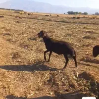 بره قوچ لخت
