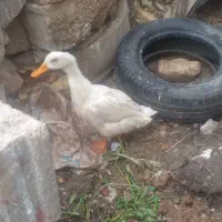 اوردک معاوضه باغاز نقدهم ششصد