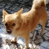 فروش سگسگ اشپیتز