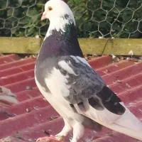 کفتر