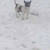 سگ پاکوتا  واسه نگهبانی