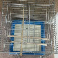 قفس|لوازم جانبی حیوانات|بندر کنگان, |دیوار