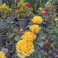 انواع گل گیاه و کاج لاوسون|خدمات باغبانی و درختکاری|اردبیل, |دیوار