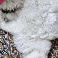 واگذاری گربه