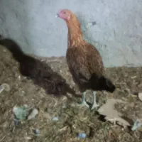 خروس|پرنده|خاش, |دیوار