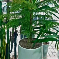 گل های آپارتمانی نیکلی