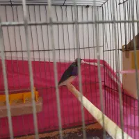 فنج گلدین.بنگالی