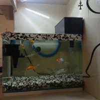 آکواریوم و ماهی|ماهی|مشهد, شهید آوینی|دیوار