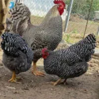 فروش خروس پلی موتراک