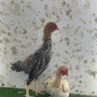 مرغ و خروس و جوجه لاری کوشامو حلقه پا وارداتی