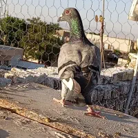 کفتر. پر رخ گرفتنی