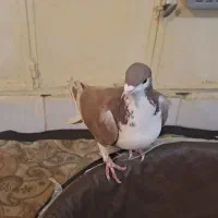 حیوان خوانگی