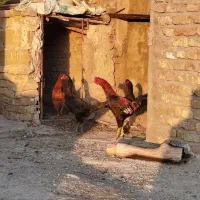 خروس لاری|حیوانات مزرعه|محمدیه-قزوین, |دیوار