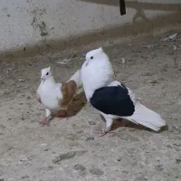 شوقیلی شوزرد