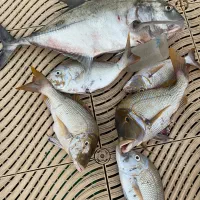 ماهی، صید روز