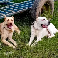 حیوان خانگی