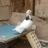 ماده کبوتر توقی|پرنده|اهواز, الهائی|دیوار