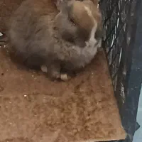 فروش|موش و خرگوش|فردوس (خراسان), |دیوار