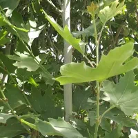 چنار با طراوت شاداب|گل و گیاه طبیعی|تهران, خلیج فارس|دیوار