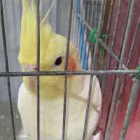 عروس هلندی