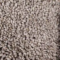 لوبیا چیتی ارتشی