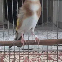 سهره جفتی مست