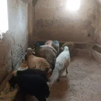 گوسفند وبره فروشی باخدمات رایگان