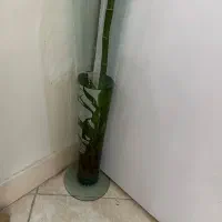 گل بامبو  درخت مو گل رز محمدی و ناز ژاپنی|گل و گیاه طبیعی|تهران, دکتر هوشیار|دیوار