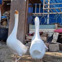 قوقازاوکراینی