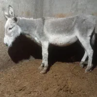 الاغ گله ای