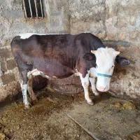 تلیسه شکم اول