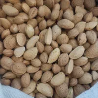 بادام سنگی ارگانیک