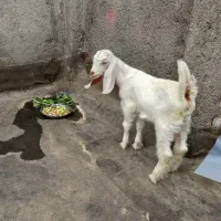 بزغاله پاکستانی نر